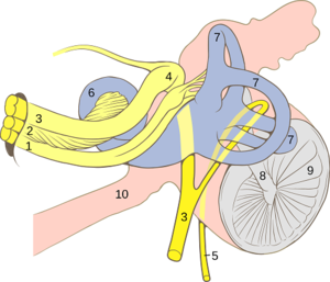 2000px-Ear_internal_anatomy_numbered.svg.png