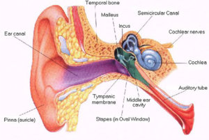 ear-anatomy.jpg