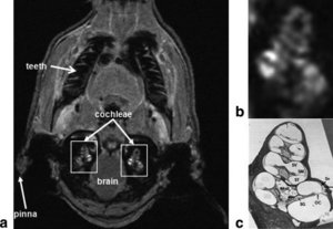 Figure-1-Location-of-the-cochlea-in-the-guinea-pig-skull-a-In-vivo-proton-density-MRI.png.jpeg