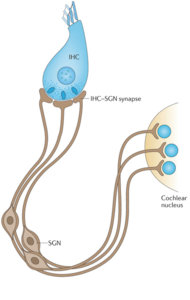 nrneurol.2016.10-f2b.jpg