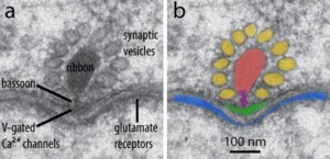 ribon synapse electron microscope.jpg