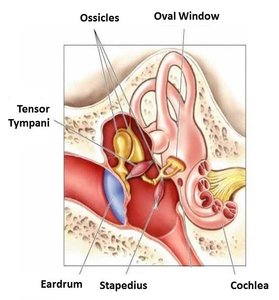 ear muscles.jpeg