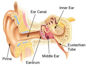 middle-ear-3.jpg