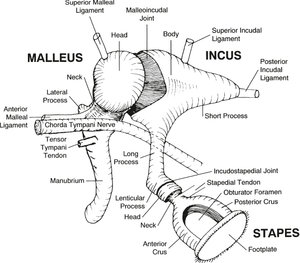 ossicular-chain.jpg