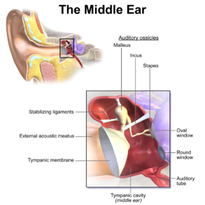 Blausen_0330_EarAnatomy_MiddleEar.png