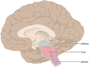 1311_Brain_Stem.jpg