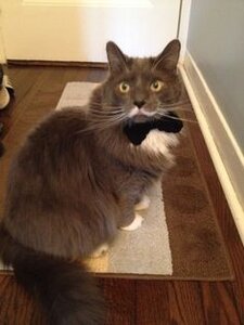 9f465339b4e42e78001ed5ef0f66d7d1--crochet-cats-bow-ties.jpg