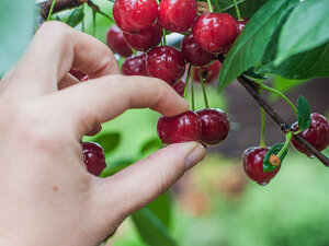 dt_170111_cherry_picking_800x600.jpg