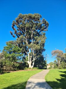 gum tree.jpg