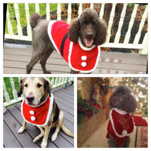 christmas pups 2.jpg