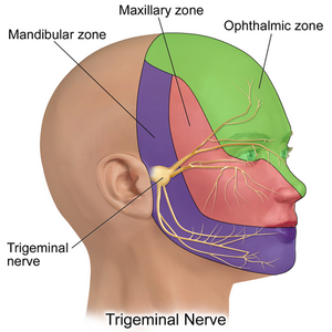 512px-Trigeminal_Nerve.png