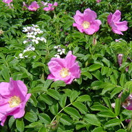 Rockrose