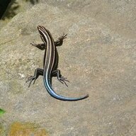 Skink