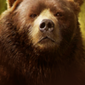 Wilson the bear
