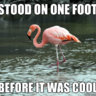 Flamingo